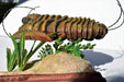 Trilly the Trilobite Prehistoric Dinosaur Painted Living Diorama Resin Figure Resin Heiden Productions